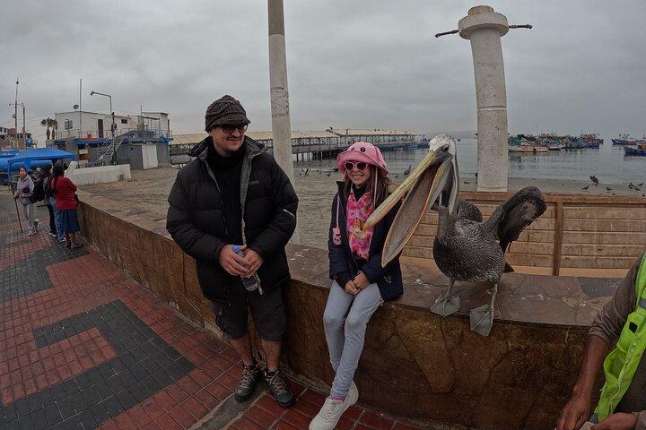 Ballestas Islands and Paracas Reserve Expedition from Ica group