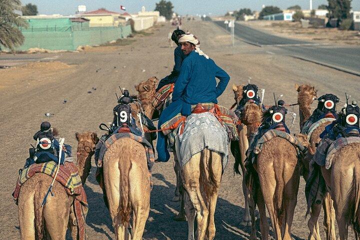 90 Minutes Guided Cultural Camel Riding in Dubai