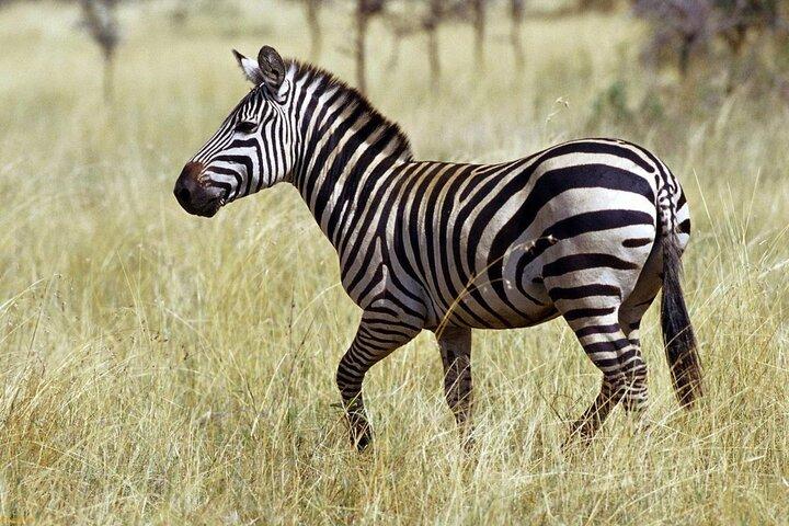 Private 3 Day Tour to Serengeti National Park