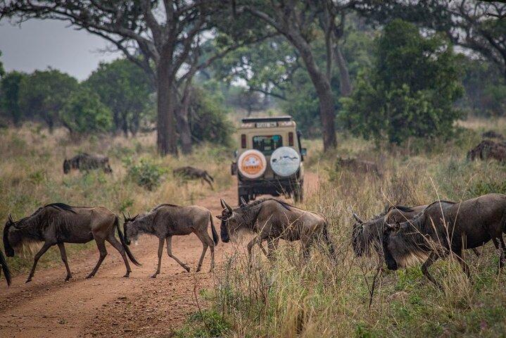8 Days Serengeti Wildebeest Migration Mara River Crossing