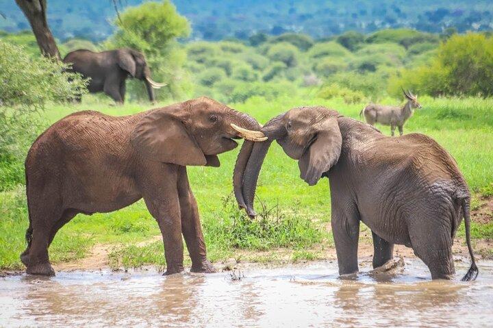 8 Days Serengeti Wildebeest Migration Mara River Crossing