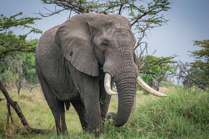 5 Days Private Camping Safari in Tanzania