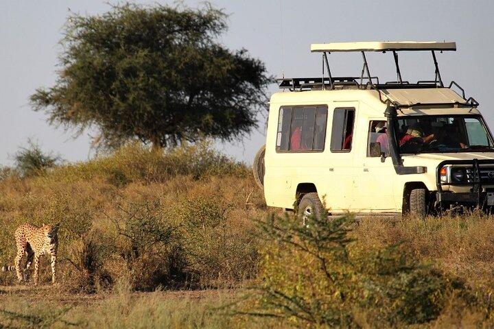 5-Day Private Safari Tour in Tanzania's Wildlife