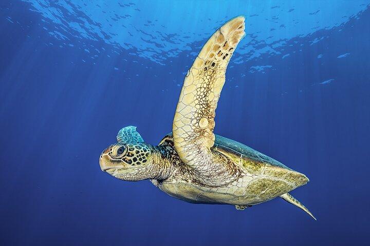 Scuba Diving with a private guide, without certification