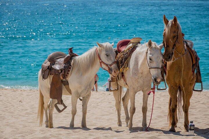 Horseback Riding Adventure to Macao Alto Beaches in Punta Cana