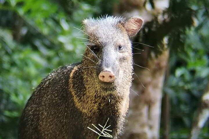 Guided walk Monteverde Biological Reserve-John's Nature Tours-