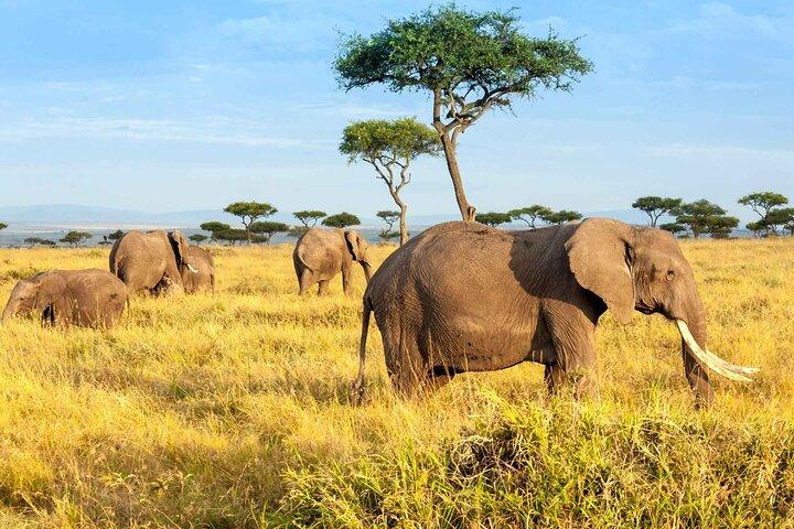2 Days Maasai Mara National Reserve Private Safari from Nairobi