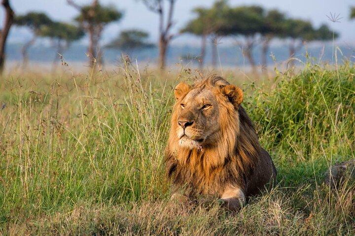 2 Days Maasai Mara National Reserve Private Safari from Nairobi