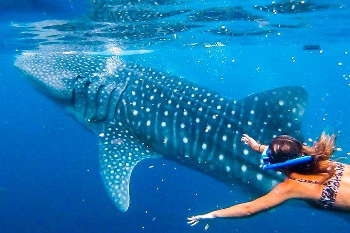 Cebu Whale Shark Encounter, Moalboal Sardines & Tumalog Falls