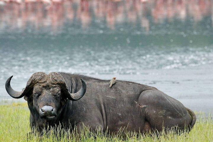 Full-Day Private Lake Nakuru Day Trip from Nairobi
