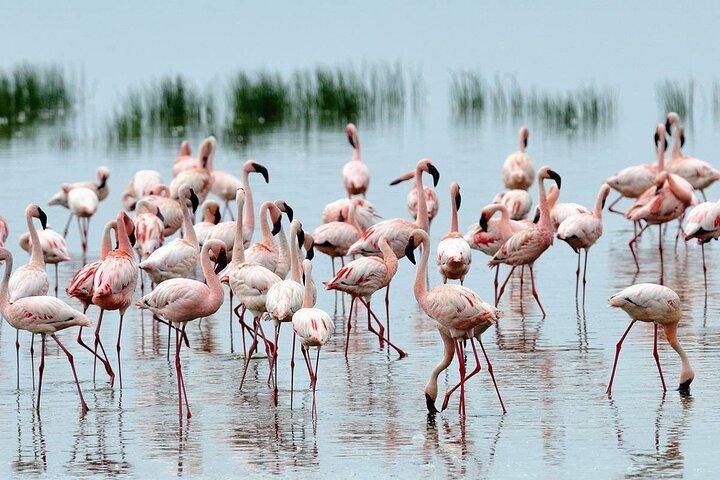 Private Day Trip in Lake Nakuru Safari