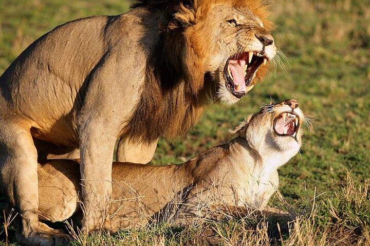 Private Day Trip in Lake Nakuru Safari