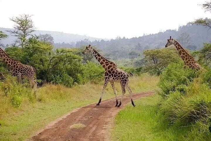Private Day Trip in Lake Nakuru Safari