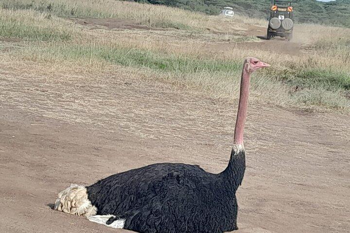 Private Day Trip in Lake Nakuru Safari