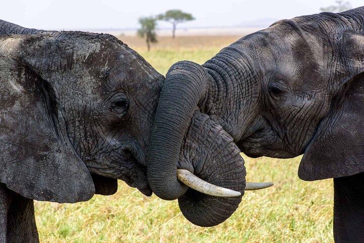5-Day Classic Tarangire, Serengeti & Ngorongoro Camping
