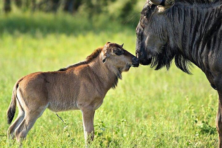 5-Day Classic Tarangire, Serengeti & Ngorongoro Camping