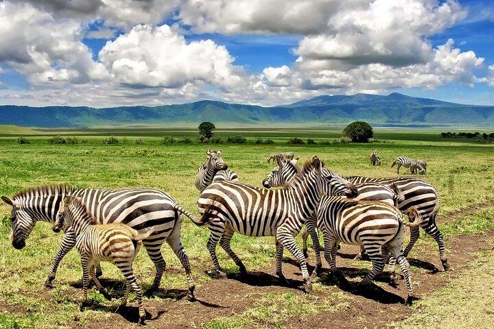 5-Day Classic Tarangire, Serengeti & Ngorongoro Camping