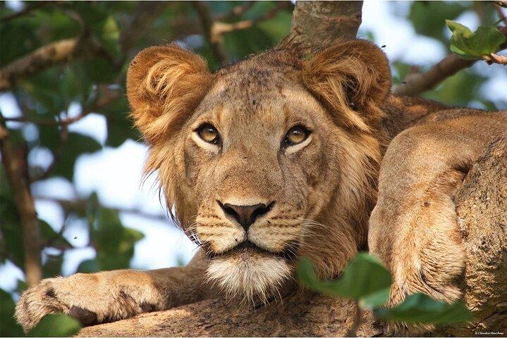 5-Day Classic Tarangire, Serengeti & Ngorongoro Camping