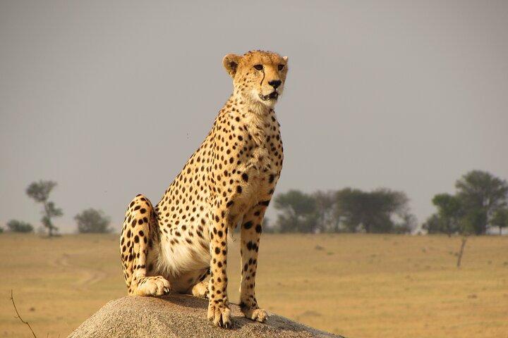 Day Trip To Lake Manyara National Park