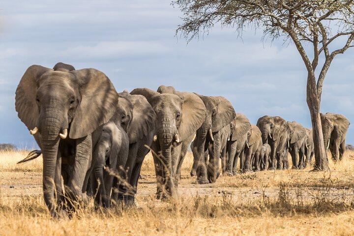 2-Day Sublime Safari to Tarangire and Ngorongoro Safari