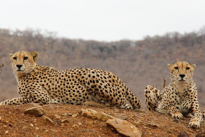 2-Day Sublime Safari to Tarangire and Ngorongoro Safari