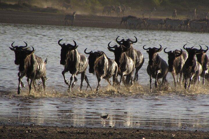 Day Trip To Lake Manyara National Park