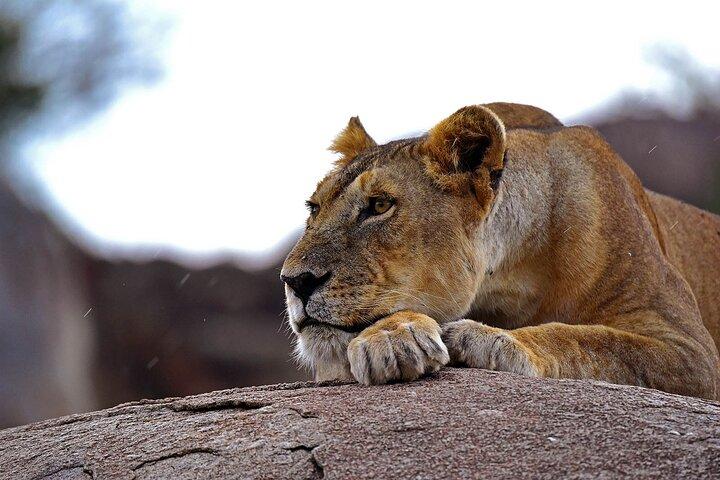 6-Day Essence of Serengeti & Ngorongoro Migration Safari