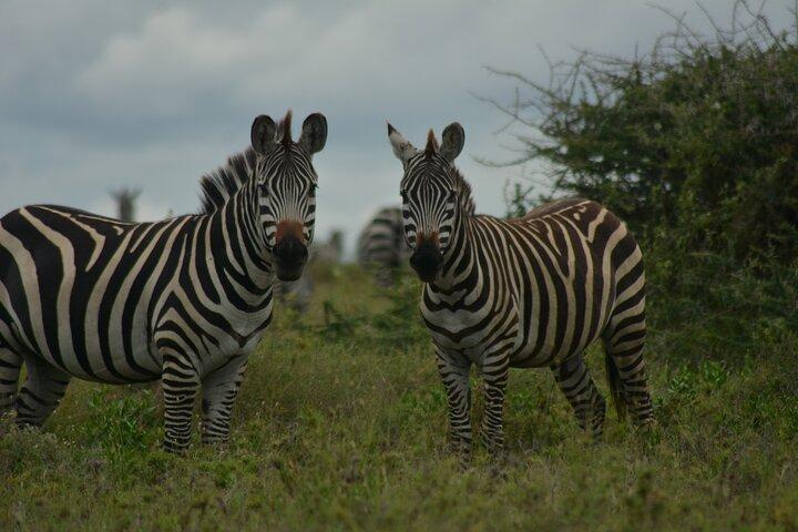 6-Day Essence of Serengeti & Ngorongoro Migration Safari