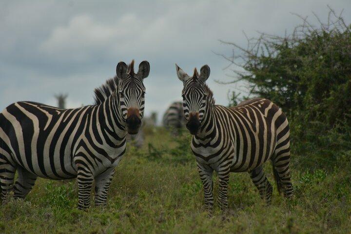 6-Day Essence of Serengeti & Ngorongoro Migration Safari