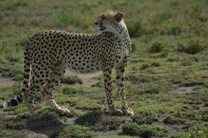 6-Day Essence of Serengeti & Ngorongoro Migration Safari