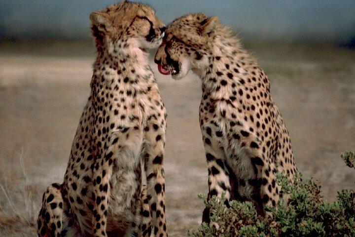 3 Days Tanzania Safari to Manyara Tarangire and Ngorongoro