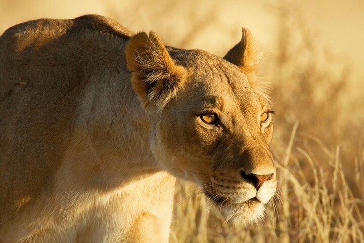 3 Days Tanzania Safari to Manyara Tarangire and Ngorongoro