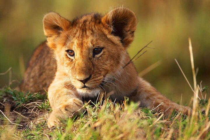 3 Days Tanzania Safari to Manyara Tarangire and Ngorongoro