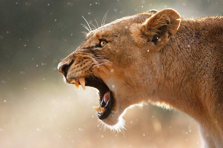 3 Days Tanzania Safari to Manyara Tarangire and Ngorongoro