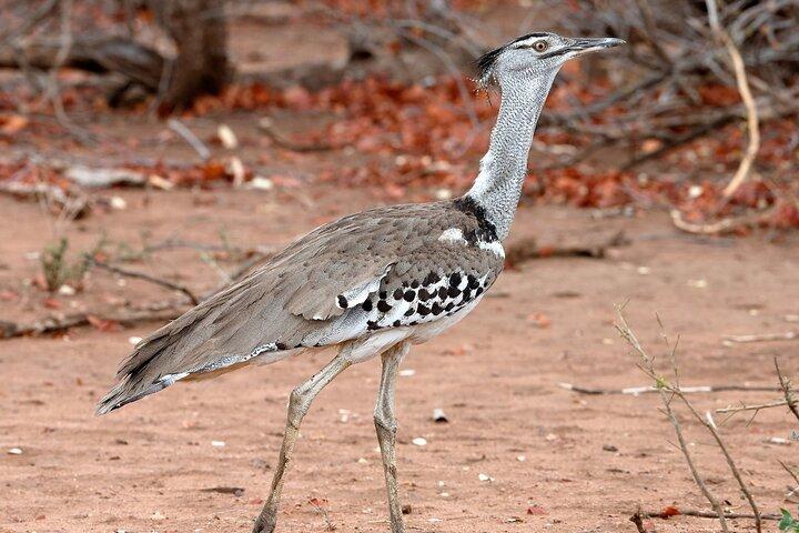 5-Day Wildlife Adventures Northern Circuit Safari