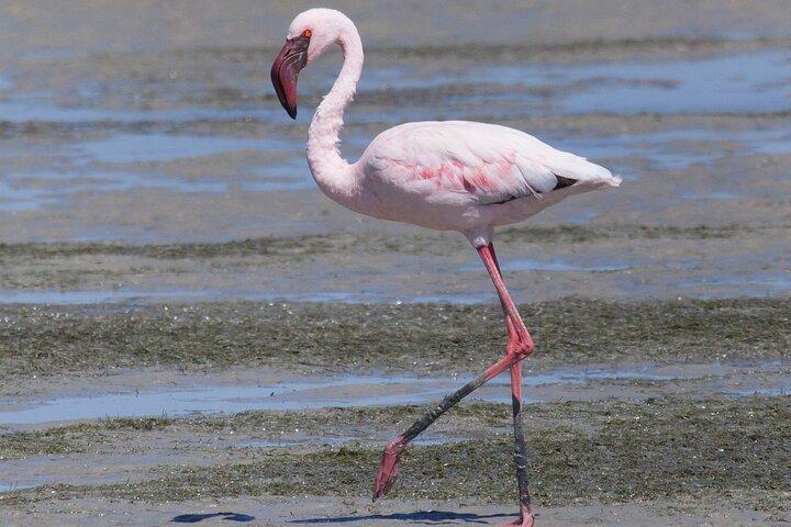5-Day Wildlife Adventures Northern Circuit Safari