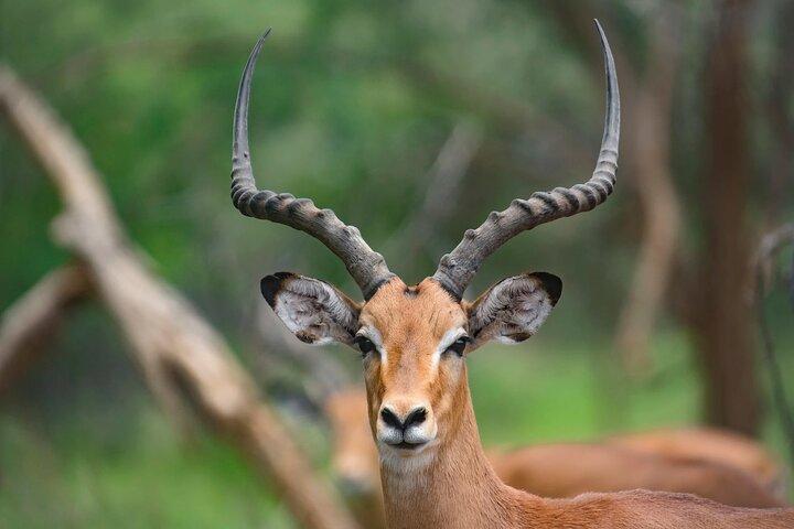 4-Day Private Safari Tour to Serengeti and Ngorongoro