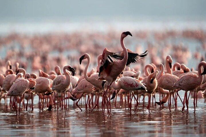 4-Day Private Safari Tour to Serengeti and Ngorongoro