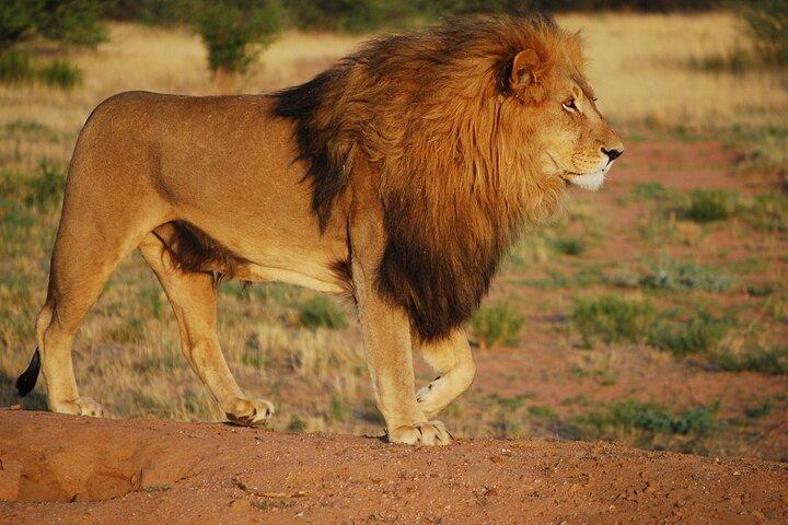 Full-Day Tour in Ngorongoro Crater
