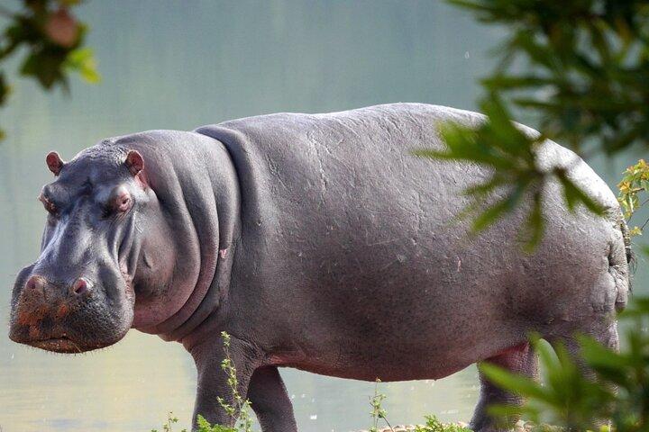 Full Day Tour To Arusha National Park Canoeing Safari