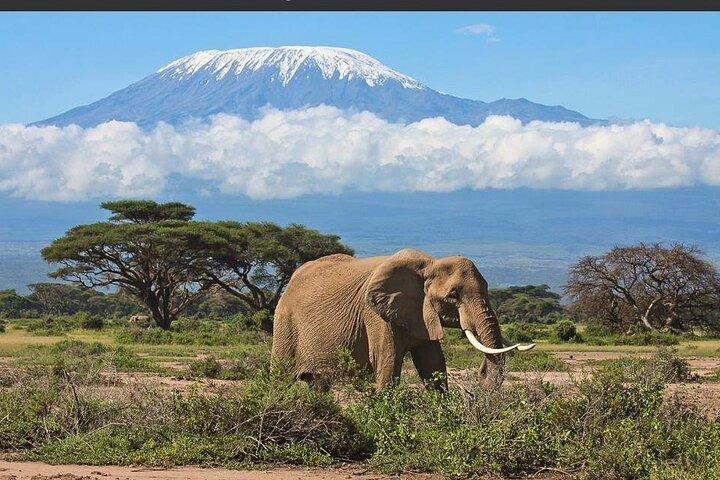Overnight Safari to Amboseli National Park