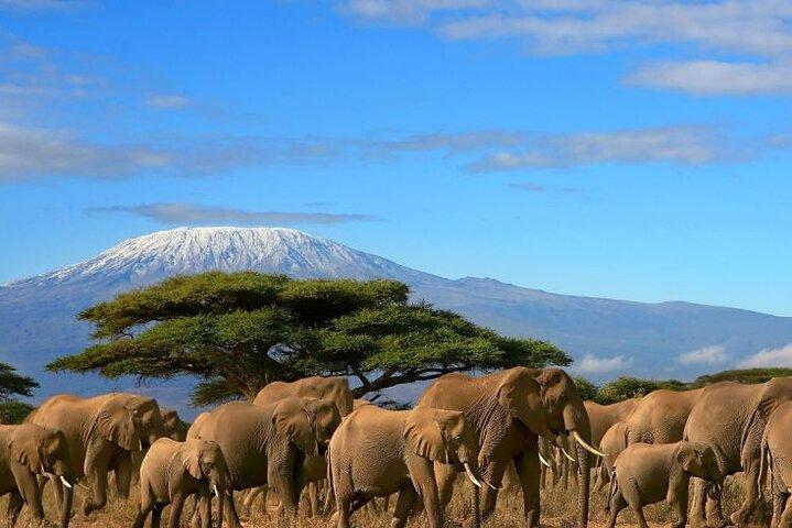 Overnight Safari to Amboseli National Park