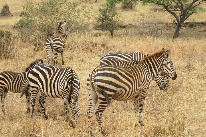 Overnight Safari to Amboseli National Park