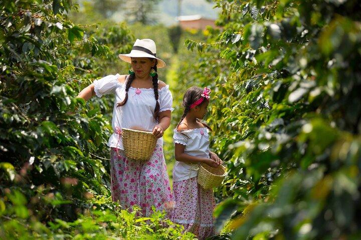 Coffee Farm and Salento Walking Tour