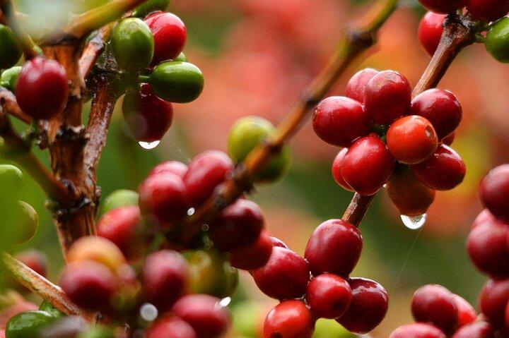 Coffee Plantation Visit and Tasting Activity in Costa Rica