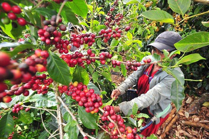 Coffee Plantation Visit and Tasting Activity in Costa Rica