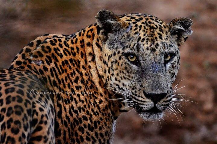 Full day / Half Day WildlifeAdventure in Yala-National-Park
