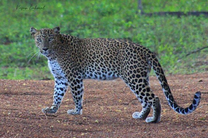 Full day / Half Day WildlifeAdventure in Yala-National-Park