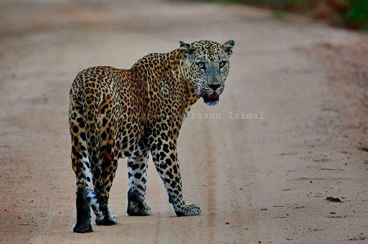 Full day / Half Day WildlifeAdventure in Yala-National-Park