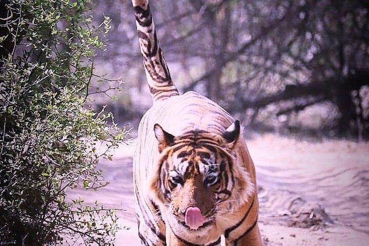 Ranthambore Wildlife Safari with Tickets & Transfer Options